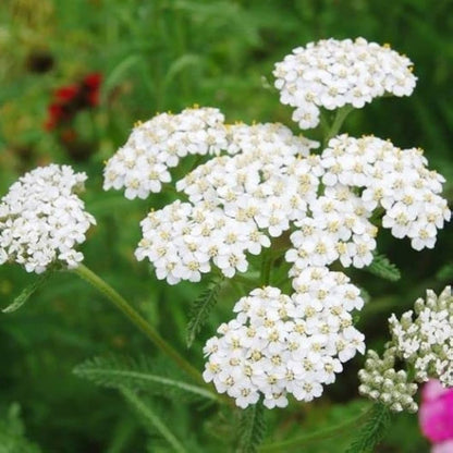 White Achillea flower seeds