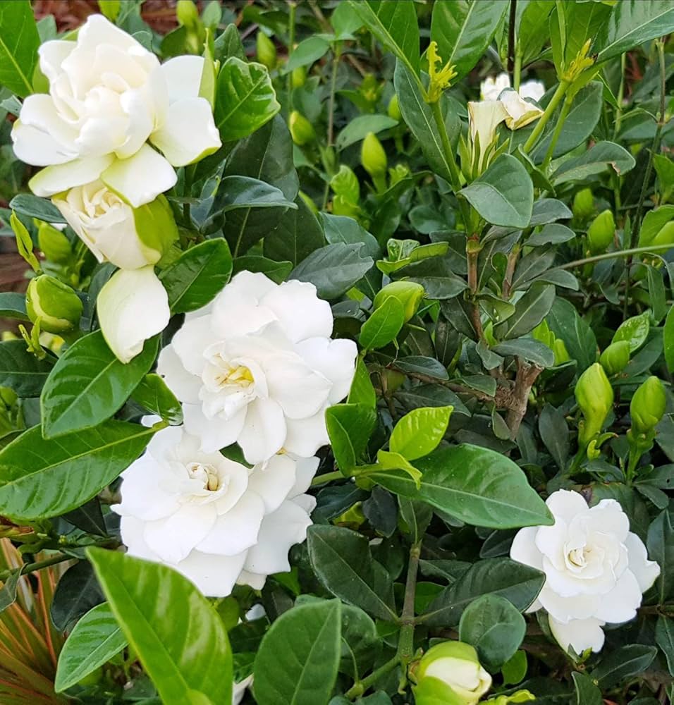 White Gardenia flower seeds