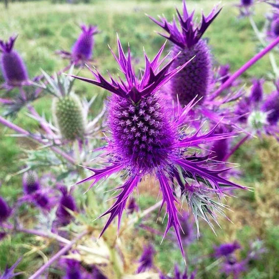 Purple Eryngium flower seeds