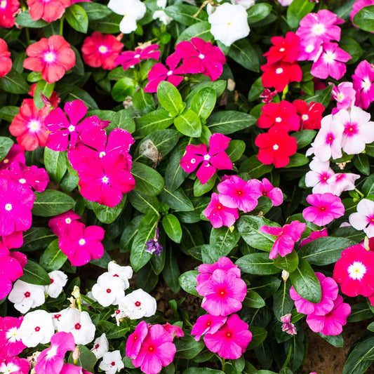 Vinca flower seeds