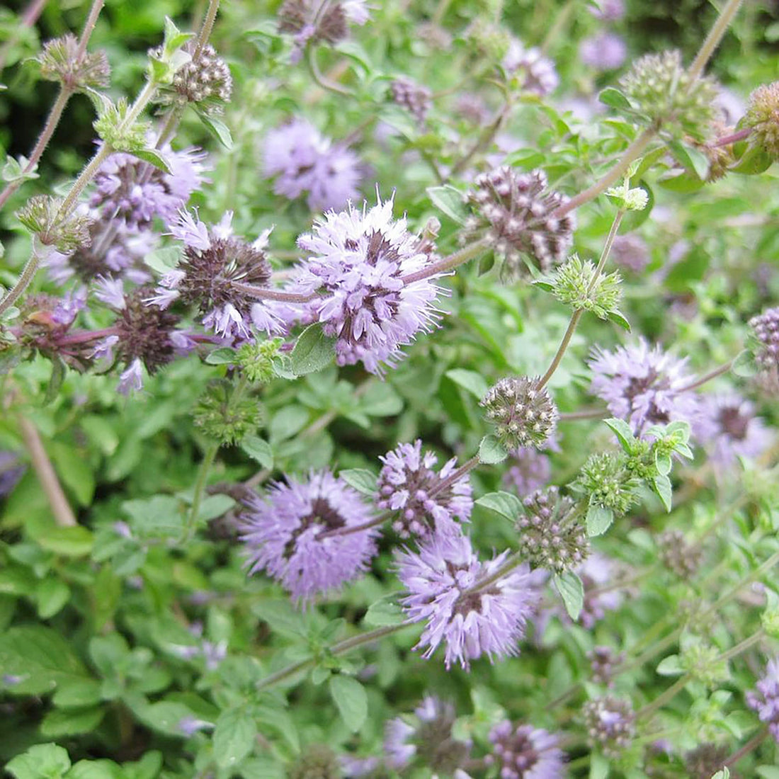Purple Pennyroyal flower seeds