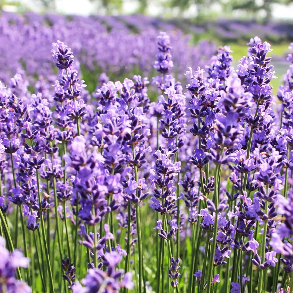 Lavandula flower seeds