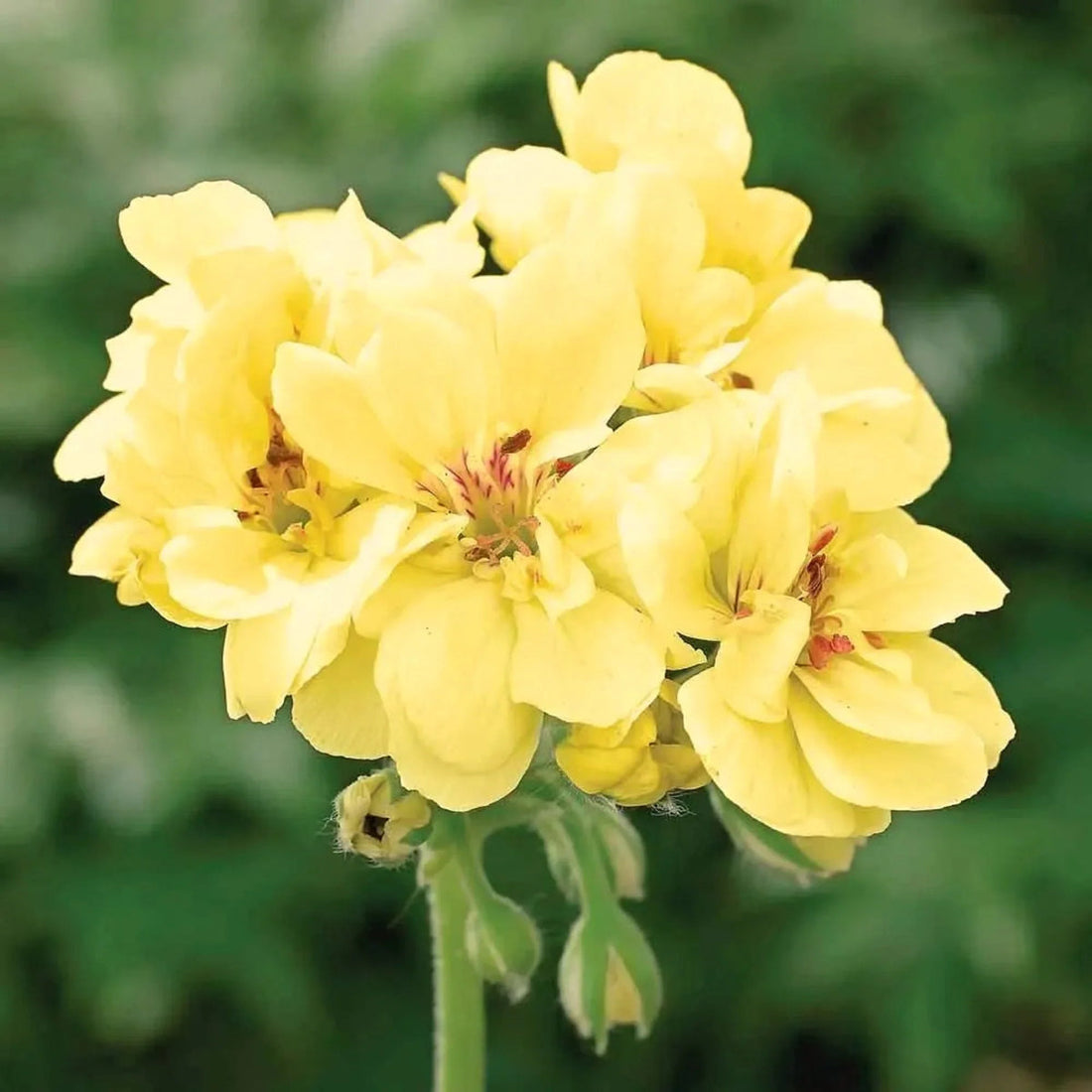 Yellow Geranium flower seeds