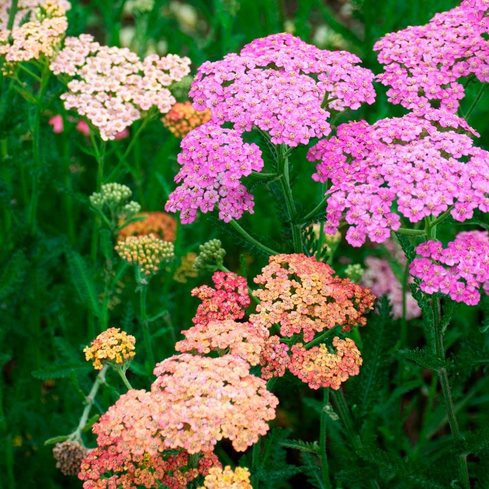 Achillea flower seeds