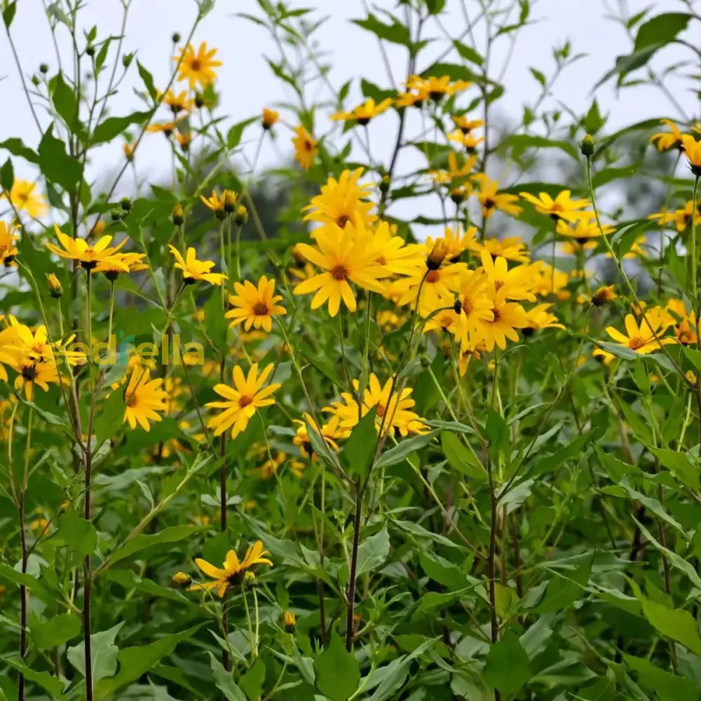 Topinambur flower seeds