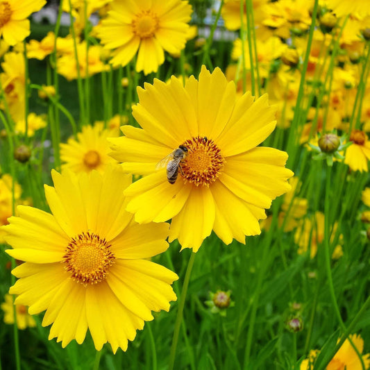 Yellow Coreopsis flower seeds