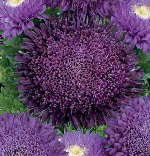 Deep Purple flower seeds
