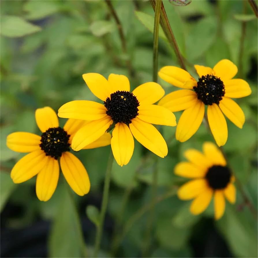 Yellow Rudbeckia flower seeds
