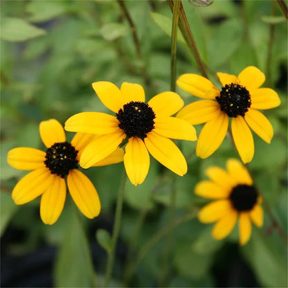 Yellow Rudbeckia flower seeds