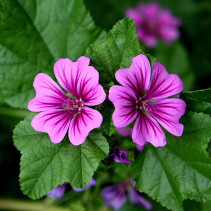 Casa Malva flower seeds
