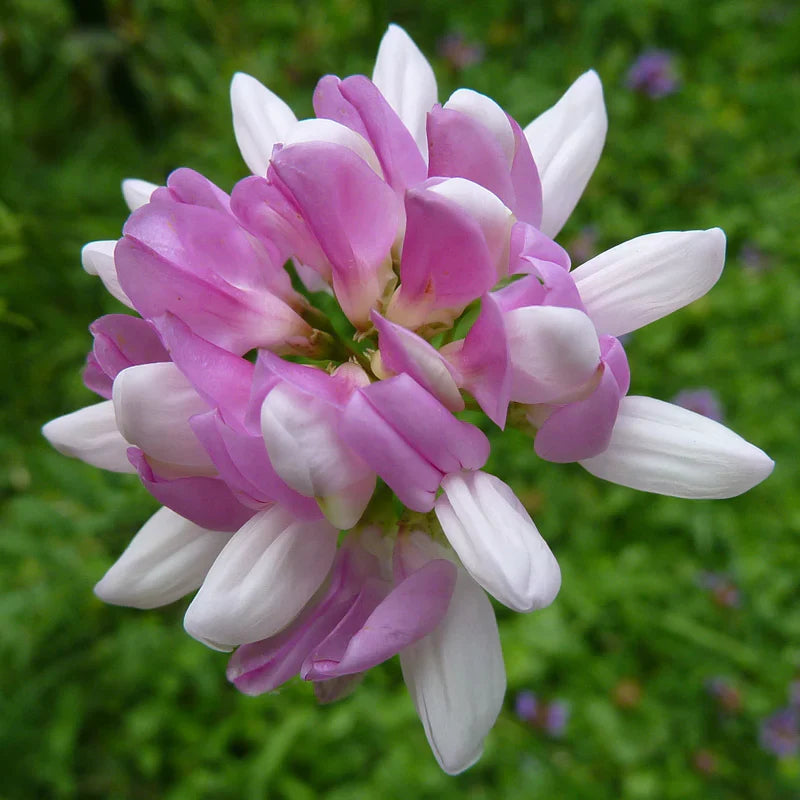 Violet Coronilla flower seeds