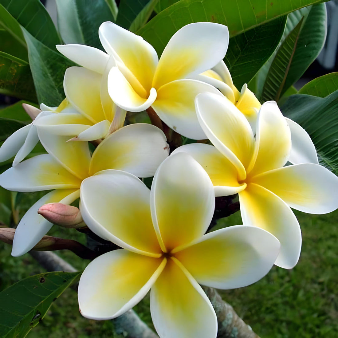 Yellow White flower seeds