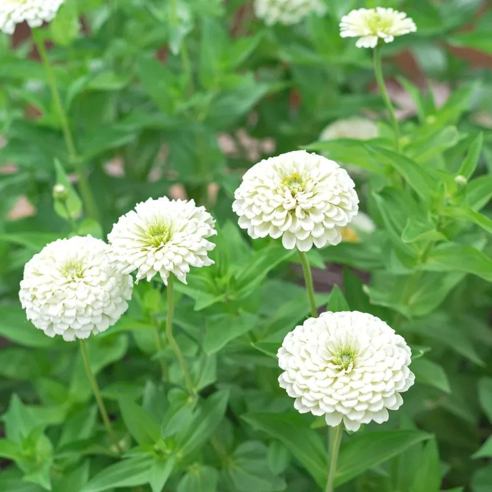 White Zinnia flower seeds