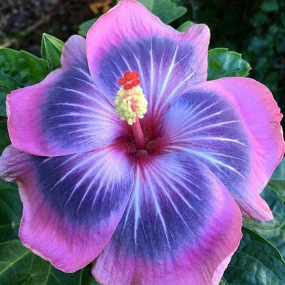 Purple And flower seeds