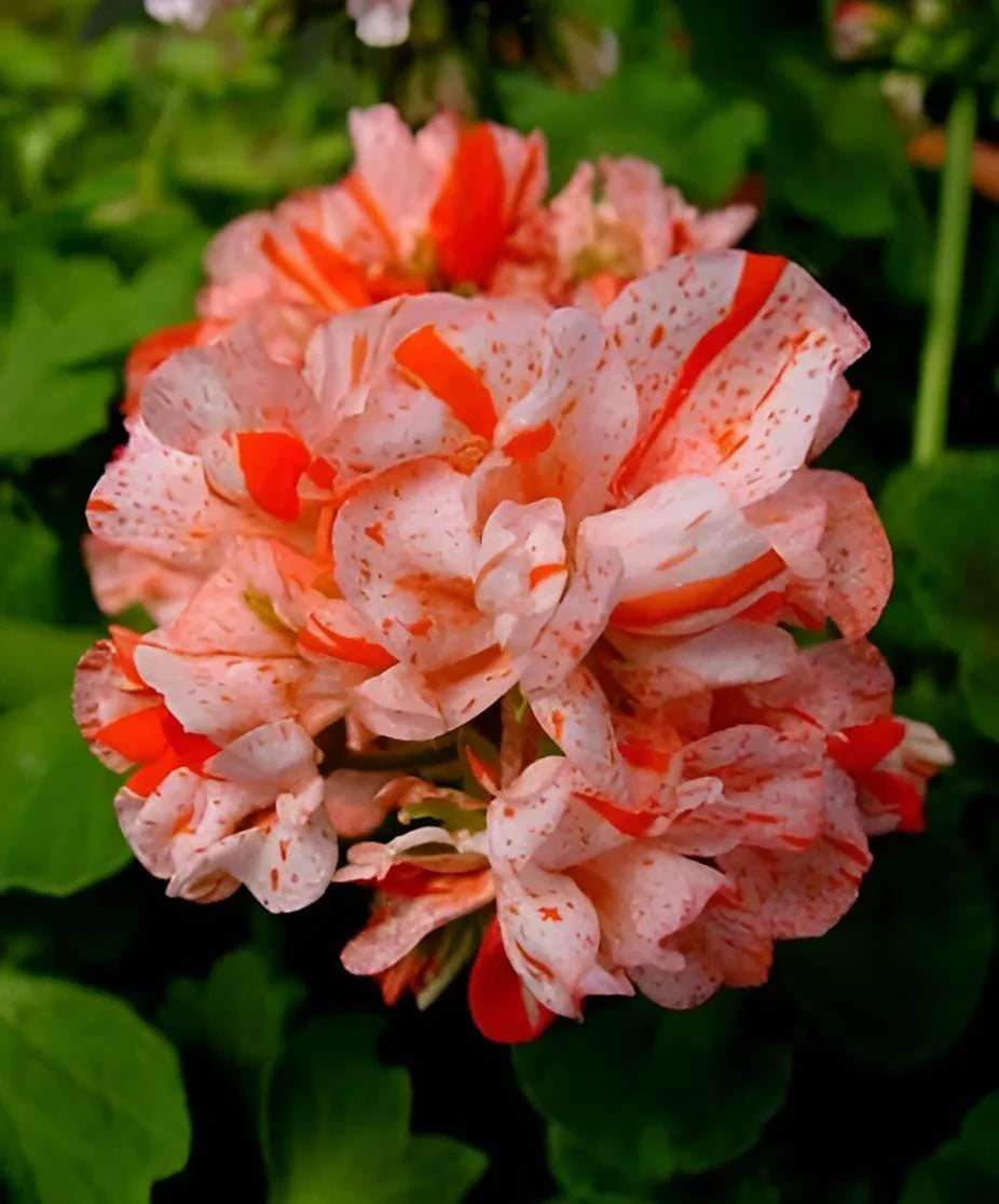 Orange White flower seeds