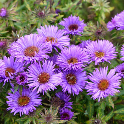 Purple Aster flower seeds