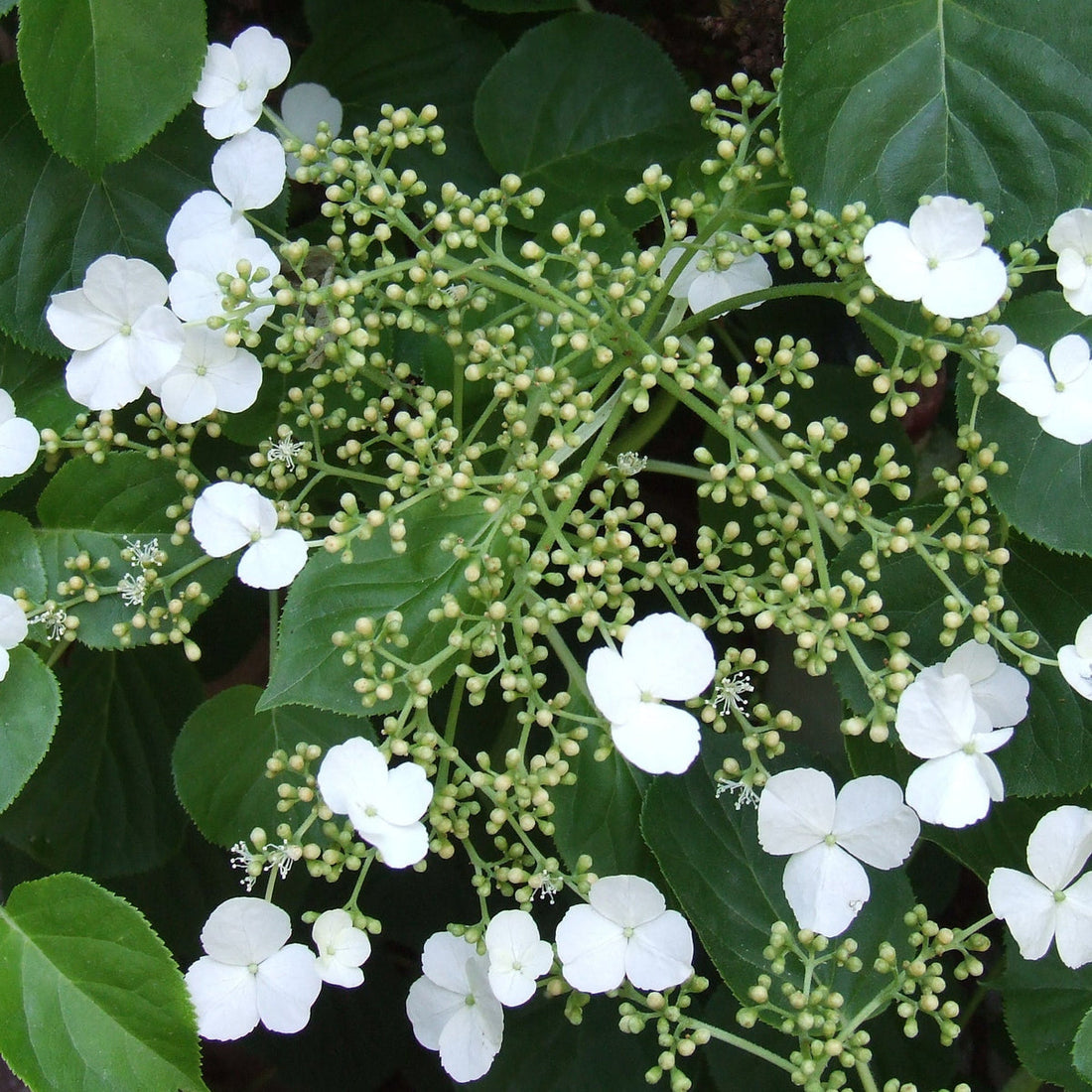 Hortensia Trepadora flower seeds