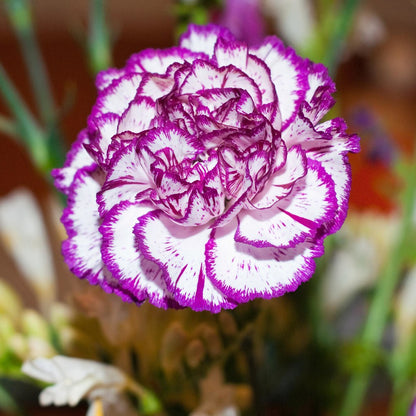 Violet And flower seeds