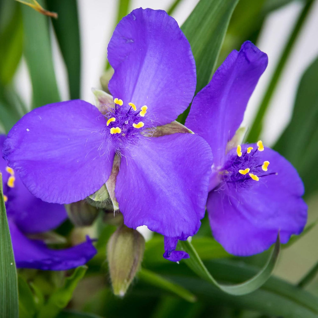 Purple Spiderwort flower seeds