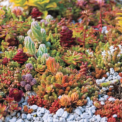 Color Sedum flower seeds