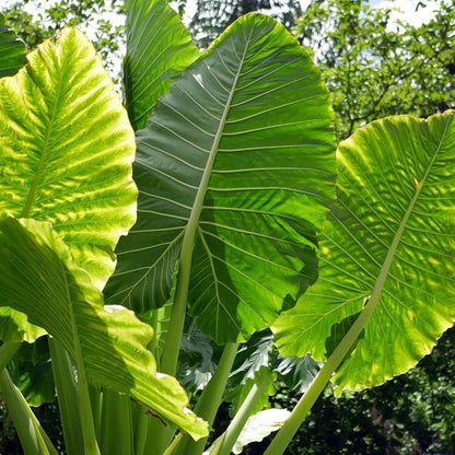 Green Alocasia flower seeds