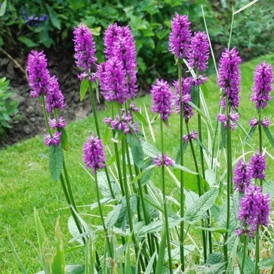 Betony flower seeds