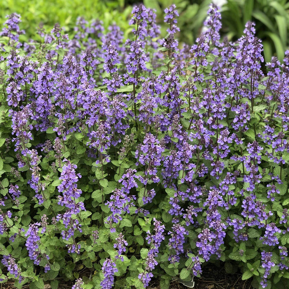 Nepeta Mussinii flower seeds