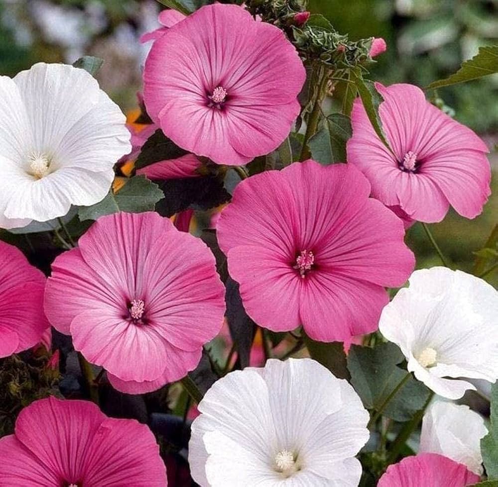 White And flower seeds