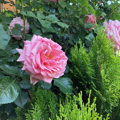 Rosa Damascena flower seeds