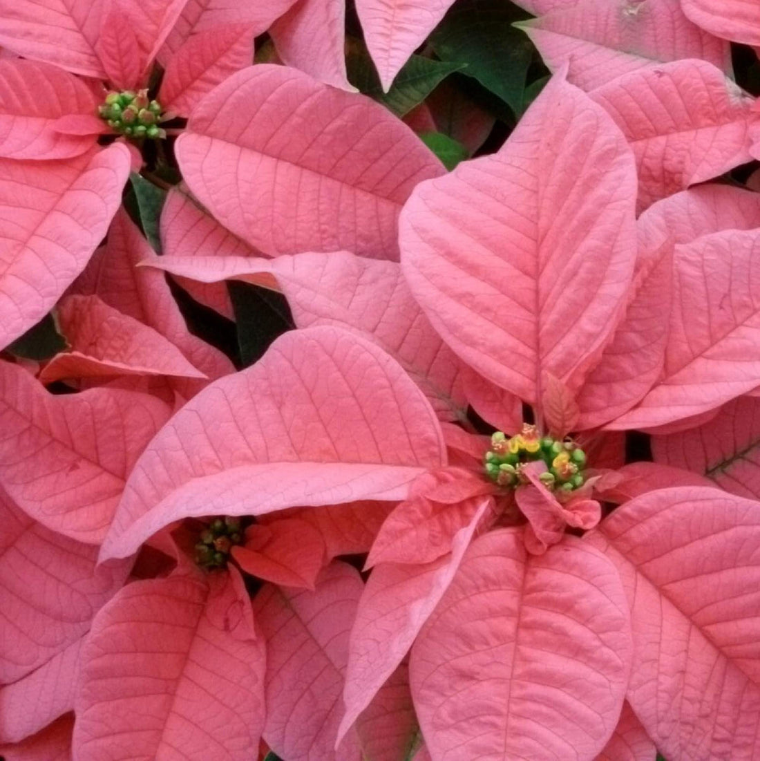 Light Pink flower seeds
