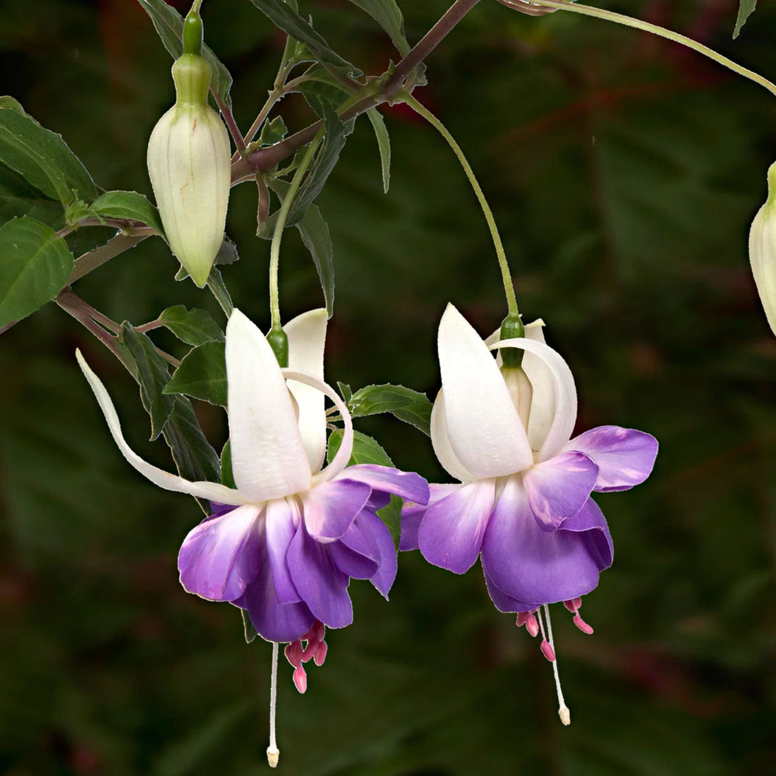 Purple White flower seeds