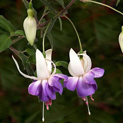 Purple White flower seeds