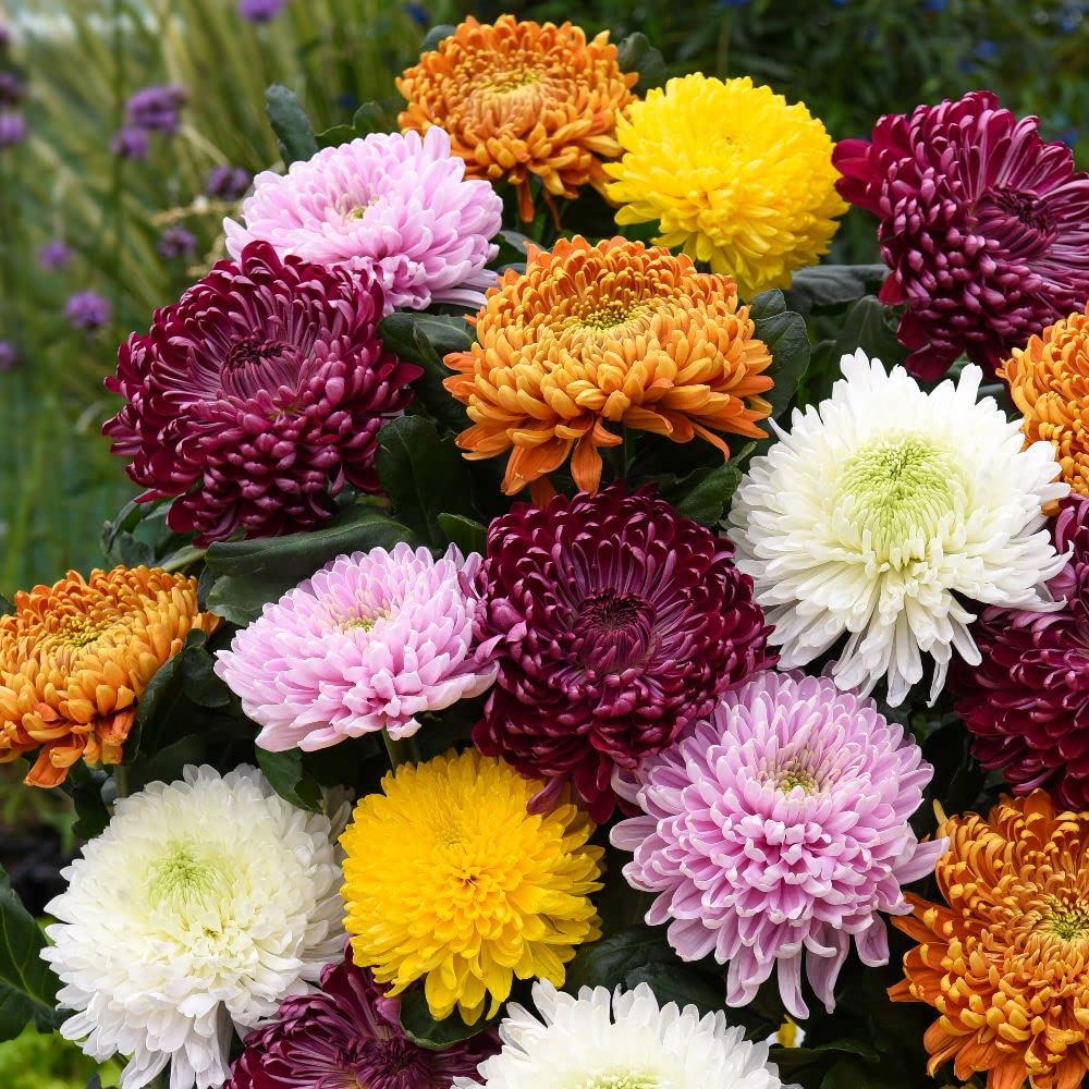 Chrysanthemum flower seeds
