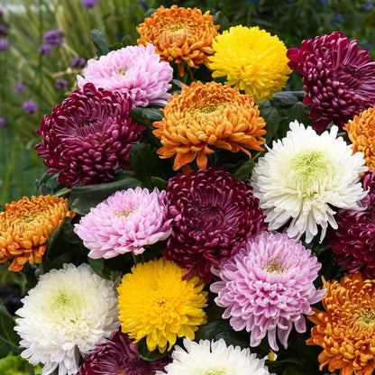 Chrysanthemum flower seeds