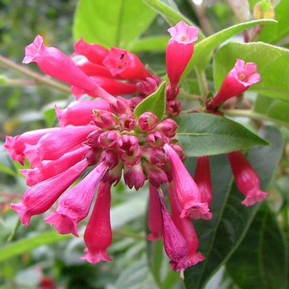 Pink Cestrum flower seeds