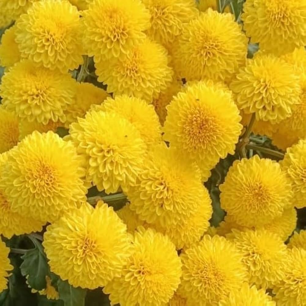 Yellow Chrysanthemum flower seeds