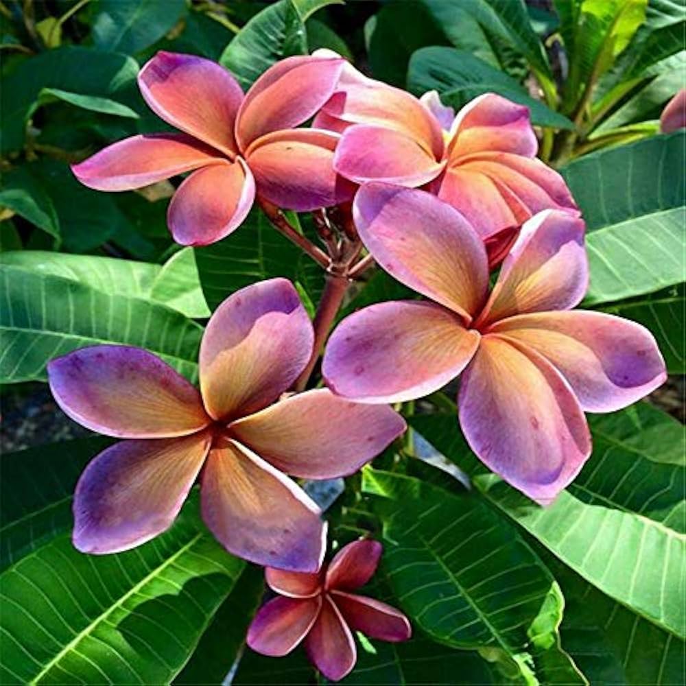 Frangipani flower seeds