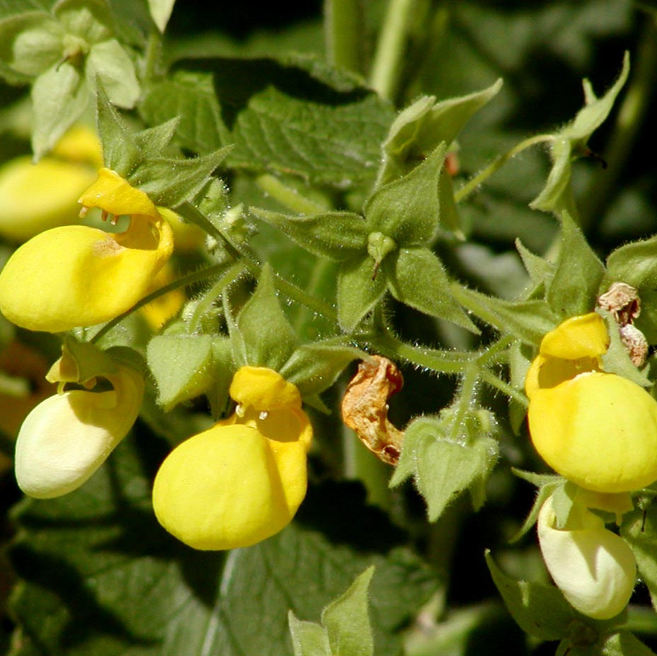 Calceolaria flower seeds