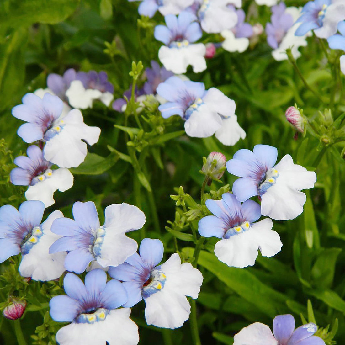 Blue And flower seeds