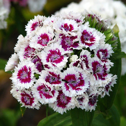 White And flower seeds