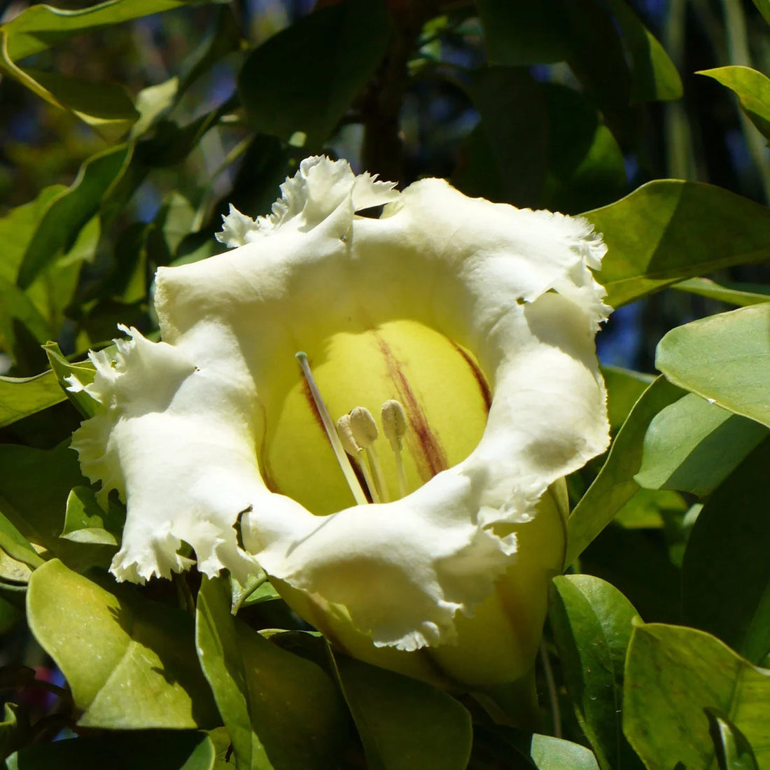 Solandra Grandiflora flower seeds