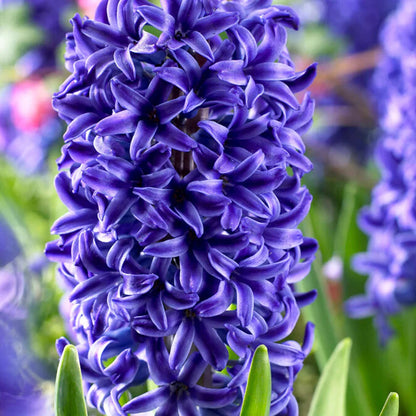 Deep Blue flower seeds