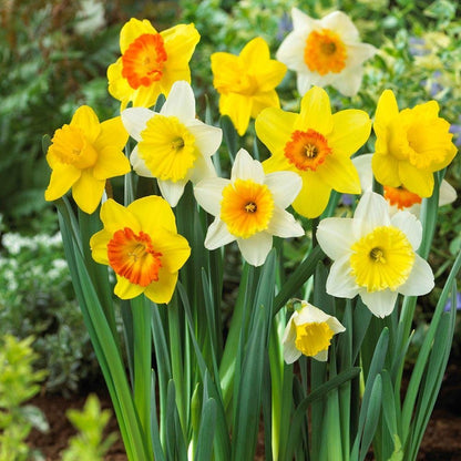 Daffodil flower seeds