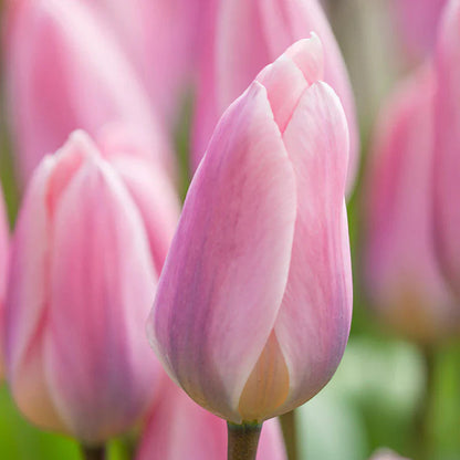 Baby Pink flower seeds