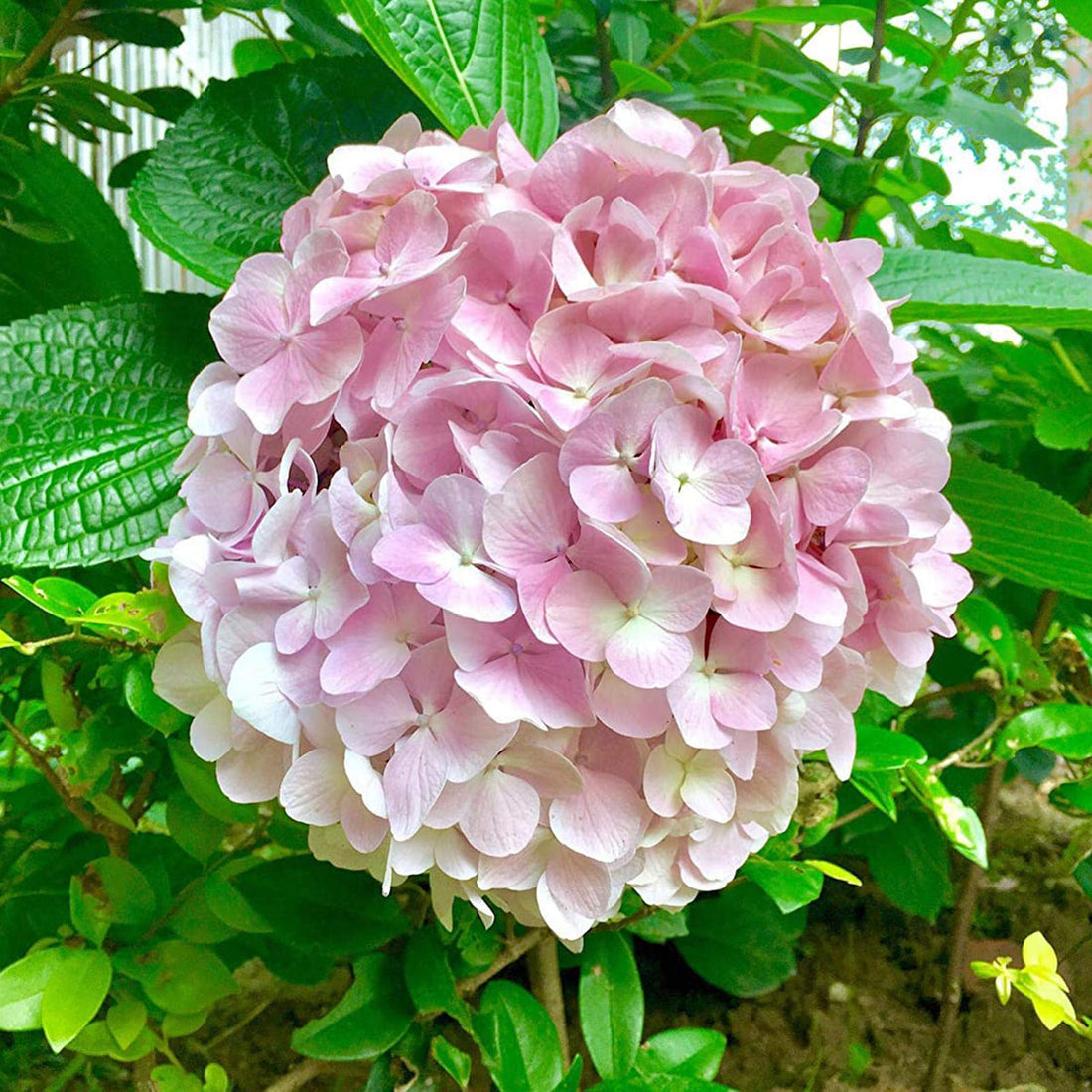 Light Pink flower seeds