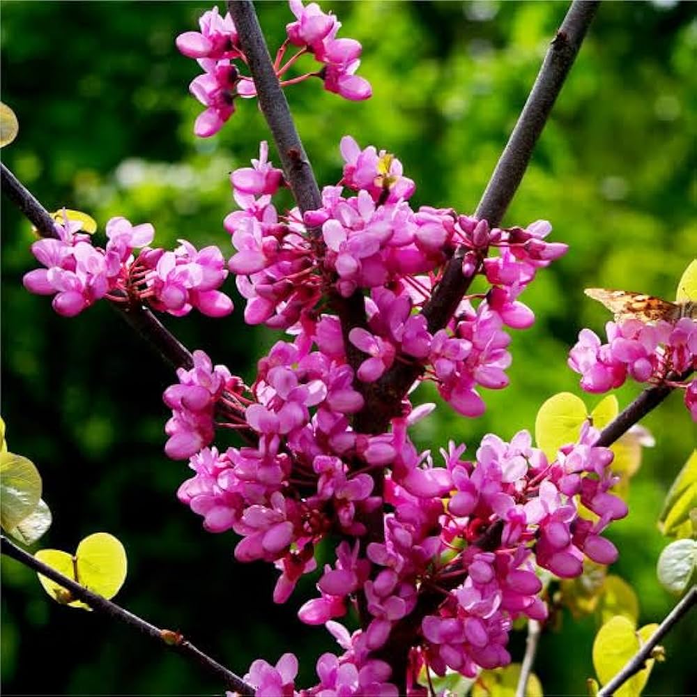 Pink Canadensis flower seeds