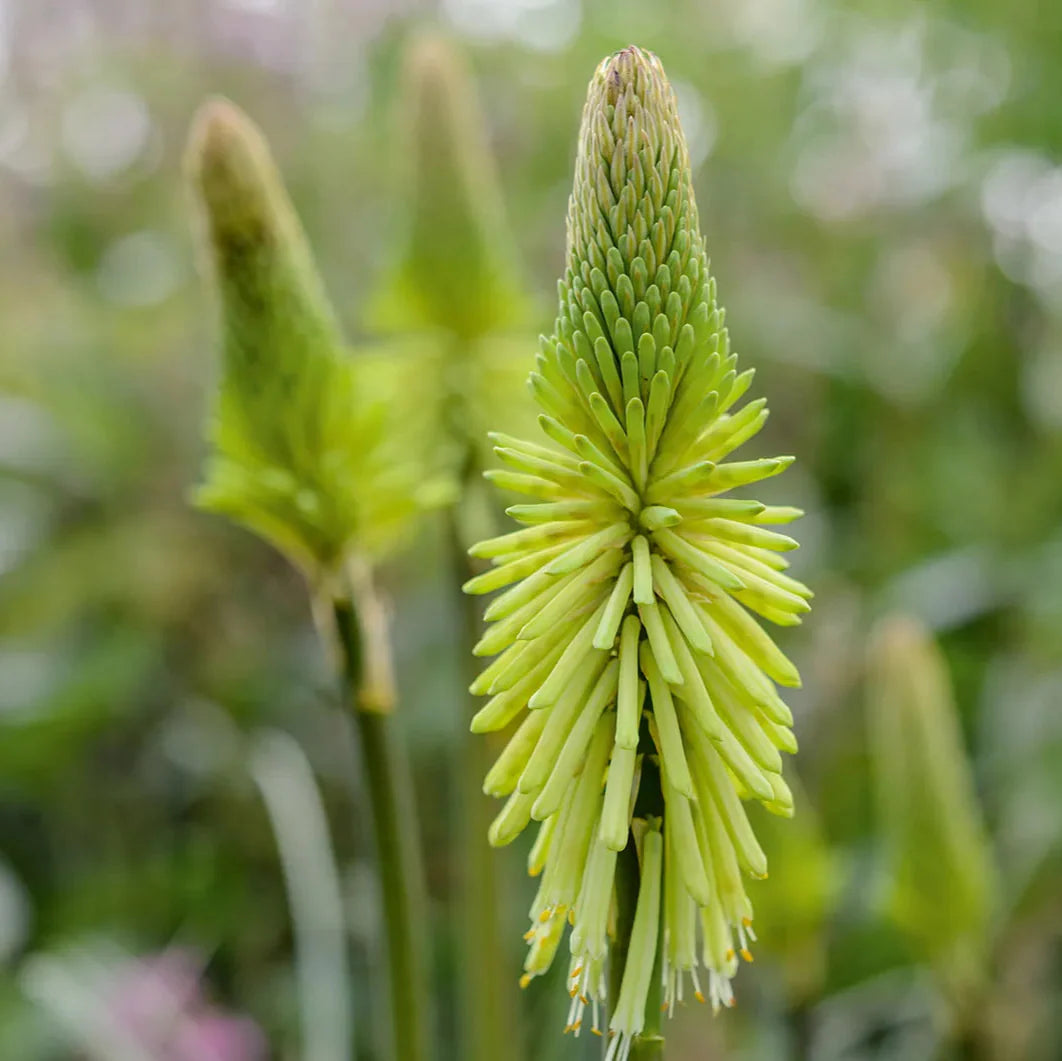 Green Kniphofia flower seeds
