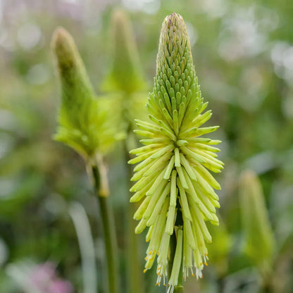 Green Kniphofia flower seeds
