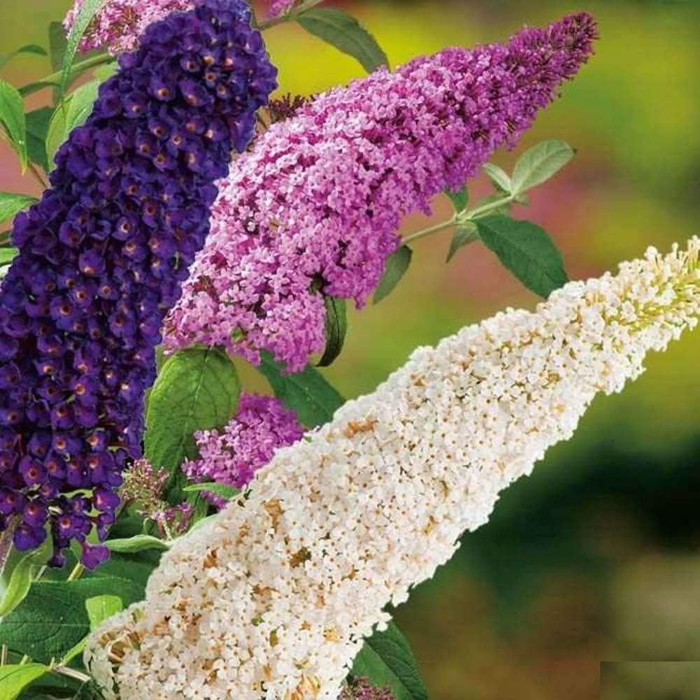 Buddleia flower seeds