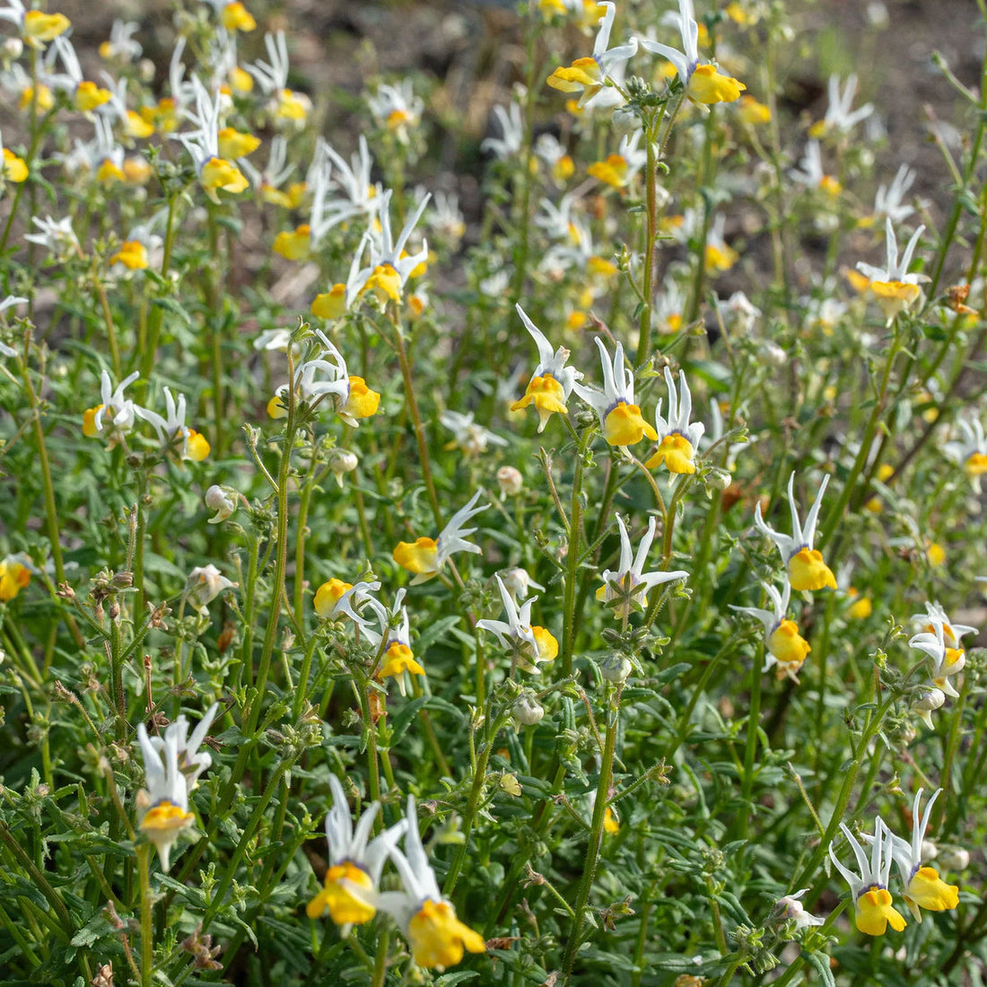 Nemesia Masquerade flower seeds